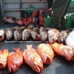 Black Sea Bass & Yellow Eye Rockfish Fishing Charters in Alaska