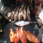 Black Sea Bass & Yellow Eye Rockfish Fishing Charters in Alaska