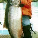 Alaska King Salmon