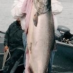 Alaska King Salmon