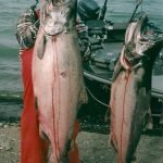 Alaska King Salmon