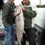 Alaska King Salmon