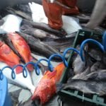 Black Sea Bass & Yellow Eye Rockfish Fishing Charters in Alaska