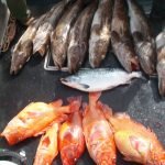 Alaska Lingcod Fishing