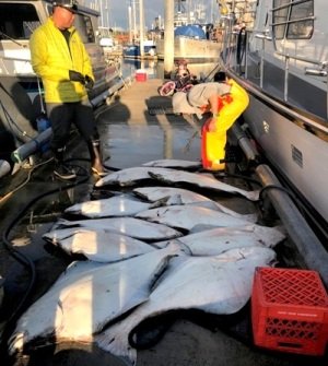 Alaskan Halibut Fishing Packages