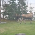 Alaska Mountain View Lodging